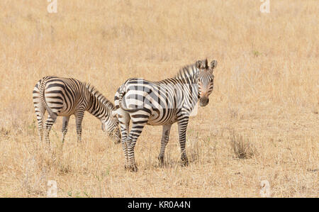 Nahaufnahme von Burchell's Zebra oder Boehms Zebra (Wissenschaftlicher Name: Equus burchelli, unterart Equus burchelli boehmi oder "punda Milia'in Swaheli) in theT Stockfoto