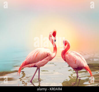 Zwei Flamingos in der Nähe von Wasser Stockfoto