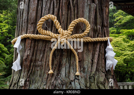 Fujiyoshida City, Japan - 13. Juni 2017: Der heilige Baum, goshinboku, in Fujiyoshida Sengen Shrine in Fujiyoshida Stadt Stockfoto