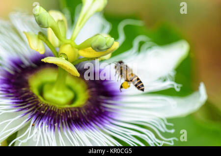 Exotische Blume Stockfoto