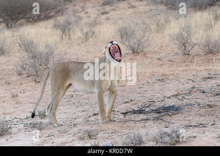 Afrikanischer Löwe (Panthera leo), löwin Gähnen bei Dämmerung, Kgalagadi Transfrontier Park, Northern Cape, Südafrika, Afrika Stockfoto