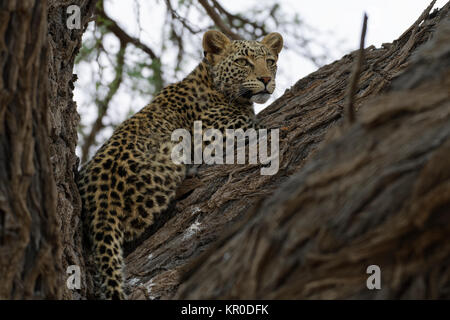 Leopard (Panthera pardus), die in einem Baum, alert Lügen, Kgalagadi Transfrontier Park, Northern Cape, Südafrika, Afrika Stockfoto