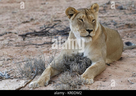Afrikanischer Löwe (Panthera leo), löwin auf Sand in der Dämmerung liegend, Kgalagadi Transfrontier Park, Northern Cape, Südafrika, Afrika Stockfoto