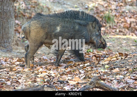Indische Wildschweine im Wald Stockfoto