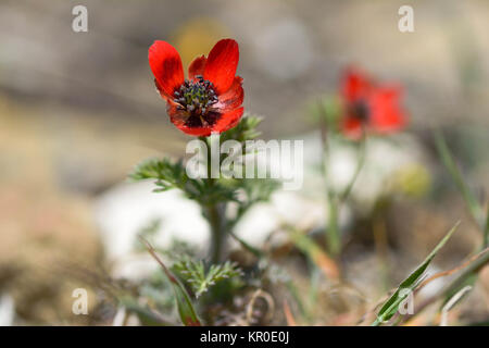 Der Fasan-Eye (Adonis annua) in Blüte. Anlage in der Hahnenfußgewächse (Ranunculaceae) Wachsende am Hang in Aserbaidschan Stockfoto