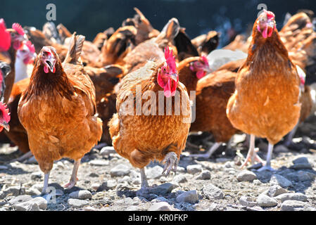 Hühner auf traditionellen freie Strecke Geflügelfarm Stockfoto