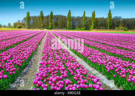 Atemberaubender frühling landschaft mit Dutch Flower Gardens und pink tulip Felder in der Nähe von Amsterdam, Niederlande, Europa Stockfoto