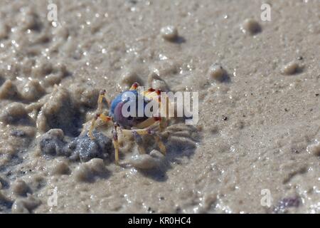 Soldat-Krabbe Stockfoto