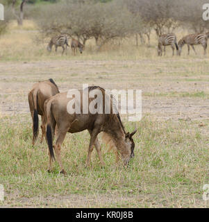 Nahaufnahme von Gnus (Wissenschaftlicher Name: connochaetes Taurinus oder 'Nyumbu' in Swaheli) in den Tarangire Nationalpark, Tansania Stockfoto