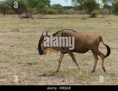 Nahaufnahme von Gnus (Wissenschaftlicher Name: connochaetes Taurinus oder 'Nyumbu' in Swaheli) in den Tarangire Nationalpark, Tansania Stockfoto