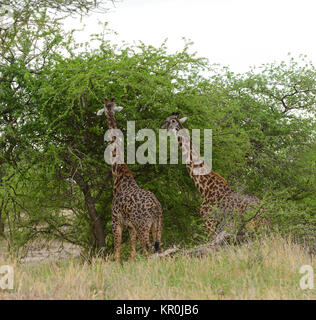 Nahaufnahme der Masai Giraffe (Wissenschaftlicher Name: Giraffa Camelopardalis tippelskirchi oder "Twiga' in Swaheli) in den Tarangire Nationalpark, Tansania Stockfoto