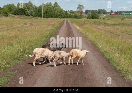 Schwarze und weiße Schafe auf der Straße in hellem Sonnenlicht Stockfoto