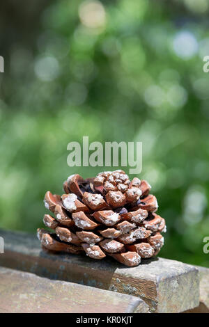 Big Pine Cone auf Holzbrett Stockfoto