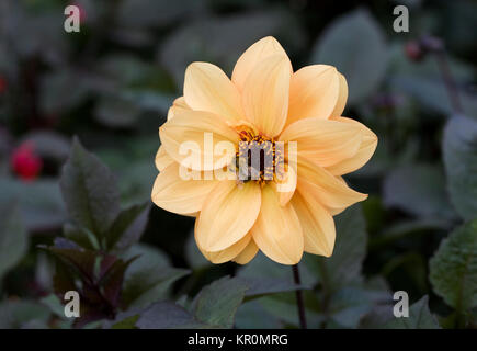 Hummel auf einem dunklen leaved Orange Dahlie. Stockfoto