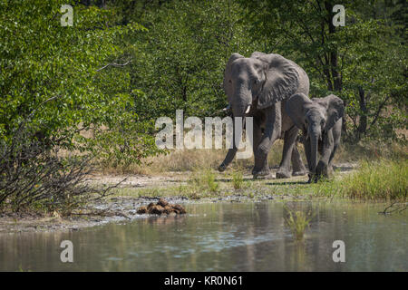 Mutter und Baby Elefant neben Wasserloch Stockfoto