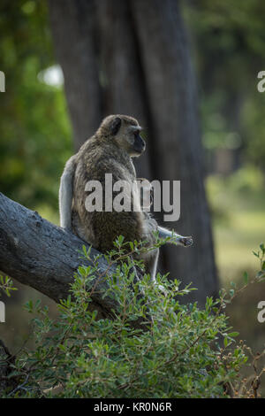 Mutter kuscheln Baby Vervet Affen auf Ast Stockfoto