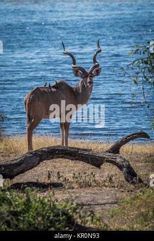 Männliche große Kudu hinter Log gerichtete Kamera Stockfoto