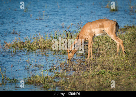 Männlichen Impala vom Fluss in der Sonne trinken Stockfoto