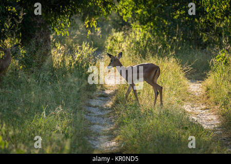 Weibliche Impala Kreuzungsgleises in gefleckte Sonnenlicht Stockfoto