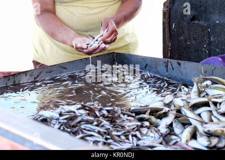 Ein weiblicher Fischverkäufer sortiert durch einen frisch gefangenen und gelandeten Fang von kleinen Jungfischen, Braten oder Fingerling. Sie stehen am .Roadside Stand zum Verkauf Stockfoto