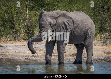 Elefant mit Rüssel ruht auf Tusk trinken Stockfoto