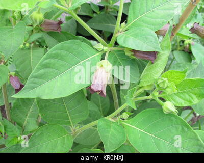 Blühende Atropa belladonna, Tollkirsche Stockfoto