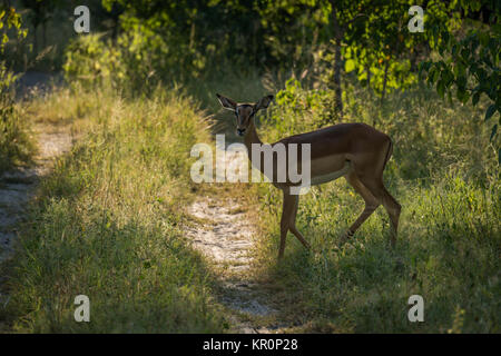 Hinterleuchtete weibliche Impala sonnendurchfluteten Wald Kreuzungsgleises Stockfoto