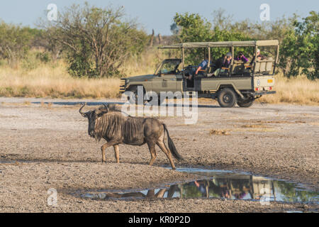 Gnus durch die Pfütze mit Jeep hinter Stockfoto