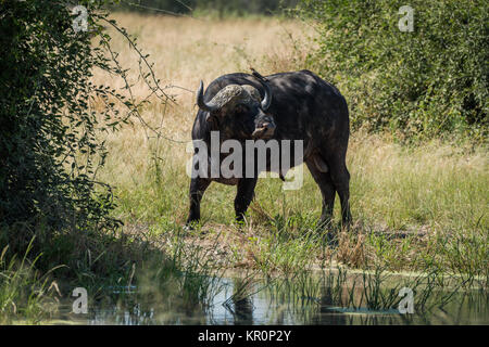 Kaffernbüffel am Wasserloch Kopf drehen Stockfoto
