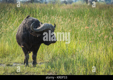 Kaffernbüffel in lange Grashalme auf der richtigen Suche Stockfoto