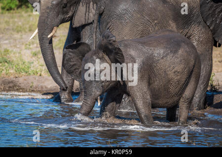 Baby-Elefant aus trinken Untiefen neben anderen Stockfoto