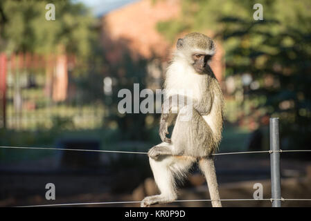 Affe auf Zaun Stockfoto