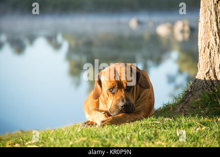 Boerboel liegen auf dem Rasen durch Fluss Stockfoto