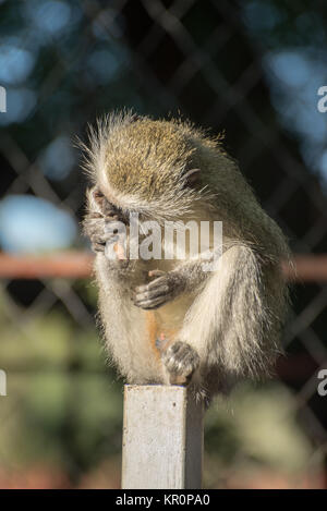 Vervet nonkey auf Zaun Stockfoto