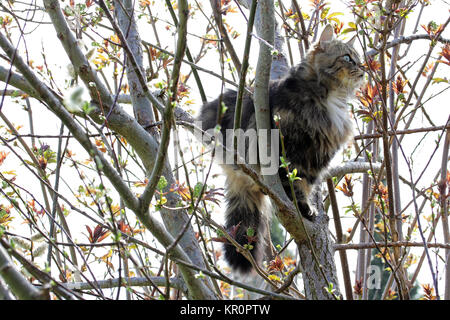 Eine Norwegische Waldkatze stieg auf einen Baum Stockfoto