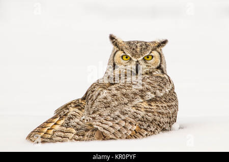 Gebrochene Flügel - eine große Fledermaus Stockfoto