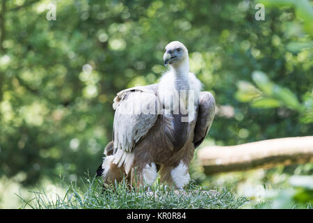 Portrait der Tylose in Himalaya Stockfoto