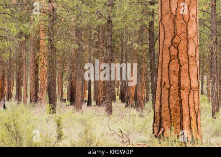 Schönen Standplatz der Bäume Schlaufe Oregon Deschutes County Stockfoto