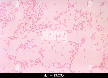 Diese Aufnahme zeigt Bacteroides fragilis ss, 1972. Fragilis kultivierten Bakterien im Blut agar Medium für 48 Stunden. Gram-negative B. fragilis, obwohl ein kommensalen Bakterien, die normalerweise in den menschlichen Verdauungstrakt Leben dieses Organismus unter Umständen Krankheitserreger können bei Störung der normalen Darmschleimhaut wie Trauma oder Chirurgie geworden. Bild mit freundlicher Genehmigung von CDC/Dr. V.R. Dowell, jr. Stockfoto
