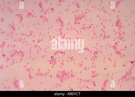 Diese Aufnahme zeigt Bacteroides fragilis ss, 1972. Ovatus kultivierten Bakterien im Blut agar Medium für 48 Stunden. Gram-negative B. ovatus, kommensalen Bakterien, die normalerweise in den menschlichen Magen-Darm-Trakt lebt unter Umständen mit Störung der normalen Darmschleimhaut wie Trauma oder Chirurgie pathogene werden kann. Bild mit freundlicher Genehmigung von CDC/Dr. V.R. Dowell, jr. Stockfoto