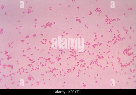 Diese Aufnahme zeigt Bacteroides fragilis subsp, 1972. distasonis kultivierten Bakterien im Blut agar Medium für 48 Stunden. Gram-negative B. distasonis, obwohl ein kommensalen Bakterien, die normalerweise in den menschlichen Magen-Darm-Trakt lebt, unter Umständen Krankheitserreger können bei Störung der normalen Darmschleimhaut wie Trauma oder Chirurgie geworden. Bild mit freundlicher Genehmigung von CDC/Dr. V.R. Dowell, jr. Stockfoto