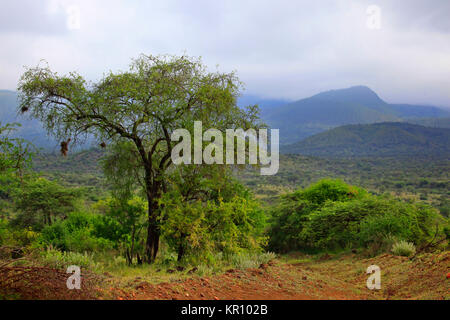 Tsavo Nationalpark bei bewölktem Wetter. Kenia Stockfoto