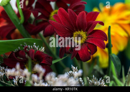 Eine rote Blume in der Nähe der Szene Stockfoto