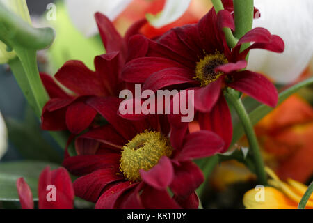 Rote Blumen Makro Hintergrund Stockfoto