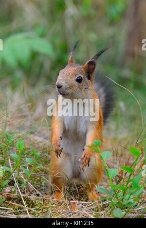 Junge Eichhörnchen stehend im Gras Stockfoto