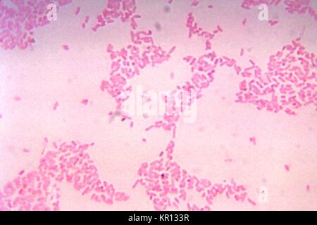 Diese photomicrograph offenbart das Bakterium Bacteroides thetaiotaomicron auf blutagar für 48 Stunden, 1972 gewachsen. Mitglieder der Gattungen Bacteroides anaerobe sind, gram-negative Bakterien vor allem im Darm als normale Flora gefunden. Es kann jedoch opportunistische unter prädisponierende Bedingungen wie Immunsuppression, Gewebeschäden, Krebserkrankung, etc. Mit freundlicher Genehmigung CDC / Dr. geworden V. R. Dowell, jr. Stockfoto
