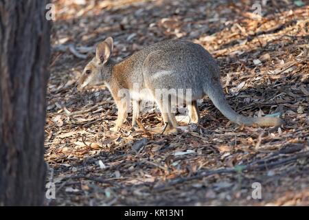 Wallaby Sumpf Stockfoto