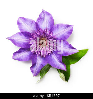 Blume lila Clematis mit verlässt. Einzelnes Objekt isoliert auf weißem Hintergrund-Clipping-Pfad enthalten. Sommer Garten Blumen Stockfoto