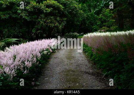 Astilbe chinensis, falsche goatsbeard, Holz, Wald, Schatten, Schatten, Schatten, mehrjährig, Stauden, Pflanzen Porträts, weiß Rispe, Blumen, RM Floral Stockfoto