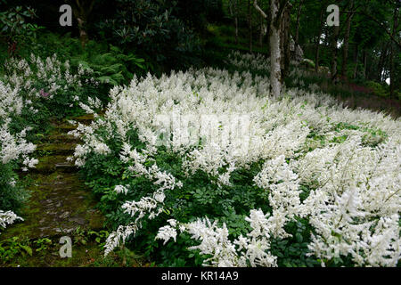 Astilbe chinensis, falsche goatsbeard, Holz, Wald, Schatten, Schatten, Schatten, mehrjährig, Stauden, Pflanzen Porträts, weiß Rispe, Blumen, RM Floral Stockfoto